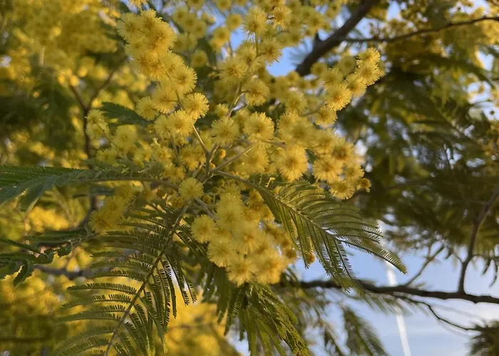 Mimosa