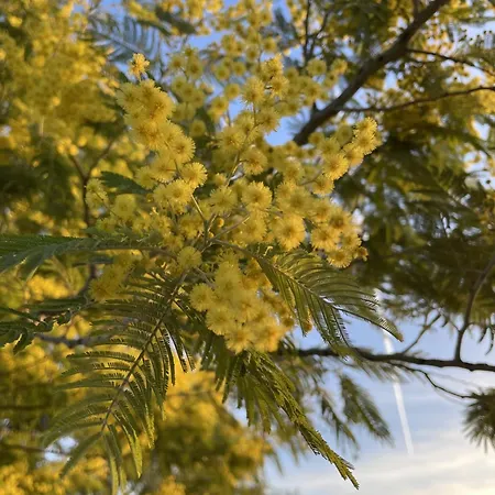 Mimosa